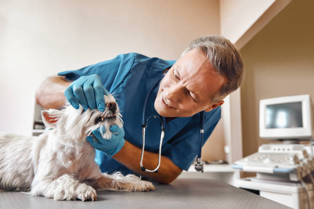 Best Walk-In Emergency Dental Services in Owensville, IN